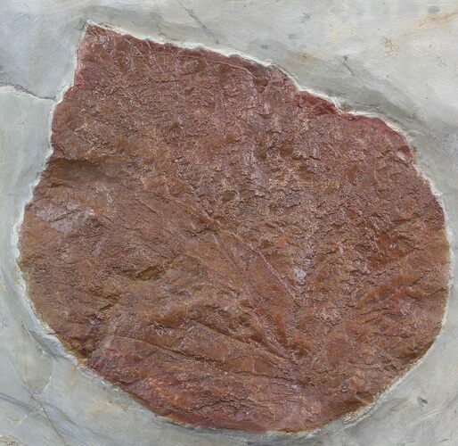 Fossil Leaf (Davidia antiqua) - Montana #35725
